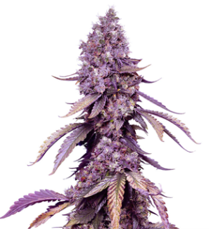 1742977275478.png 1742977275478.png