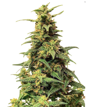 1742983588061.png 1742983588061.png