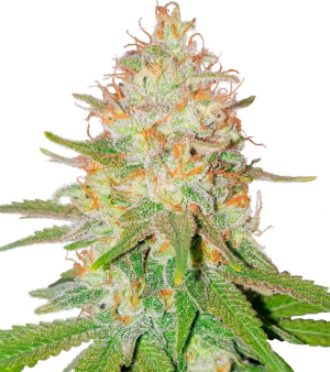 1742983605678.png 1742983605678.png