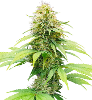 1743144679454.png 1743144679454.png