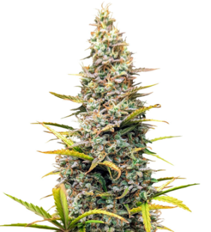 1743144687224.png 1743144687224.png