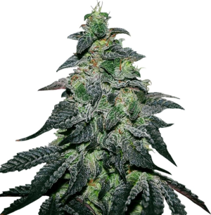 1743180866327.png 1743180866327.png