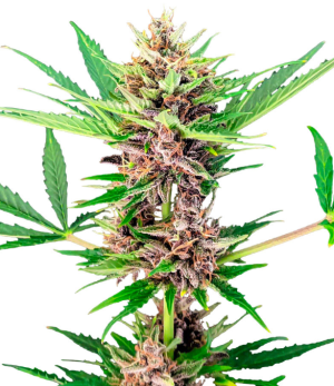 1743182676345.png 1743182676345.png