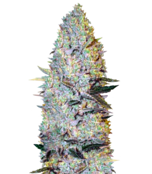 1743182713771.png 1743182713771.png