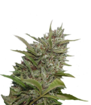 1743429598969.png 1743429598969.png