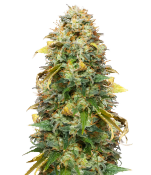 1743443543215.png 1743443543215.png