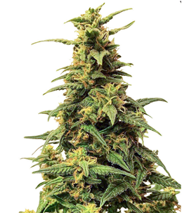 1743485634283.png 1743485634283.png