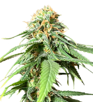 1743511764264.png 1743511764264.png