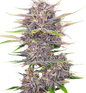 1743511767892.png 1743511767892.png