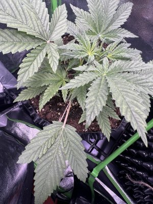 IMG_6220.jpeg IMG_6220.jpeg