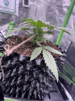 IMG_6218.jpeg IMG_6218.jpeg