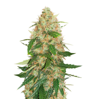 1743690903550.png 1743690903550.png