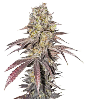 1743958116651.png 1743958116651.png