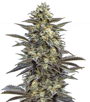 1744052322753.png 1744052322753.png