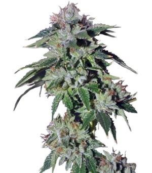 1744361801549.png 1744361801549.png