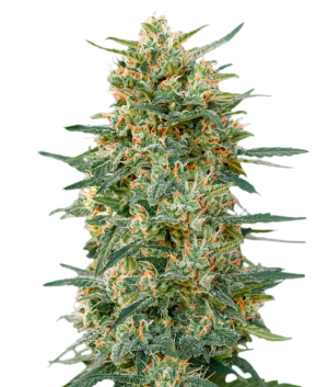 1744364269287.png 1744364269287.png