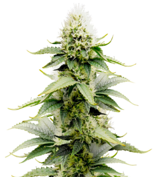 1744364290339.png 1744364290339.png