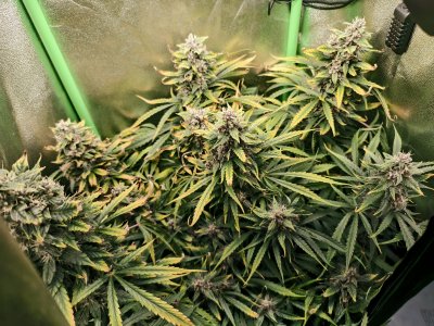 IMG_20250414_202319.jpg IMG_20250414_202319.jpg