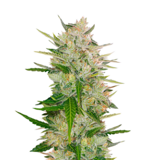 1744734736304.png 1744734736304.png