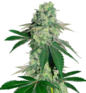 1744734743914.png 1744734743914.png