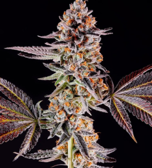 1744804221532.png 1744804221532.png