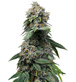 1744804231614.png 1744804231614.png