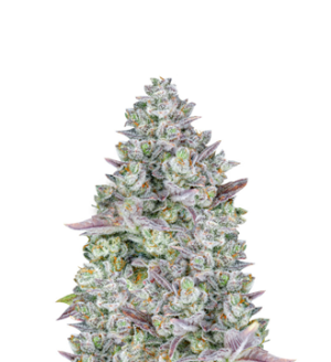 1744913177354.png 1744913177354.png