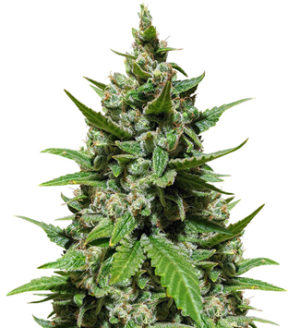 1744913181011.png 1744913181011.png