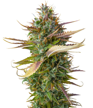 1745005573118.png 1745005573118.png