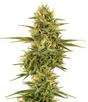 1745005672018.png 1745005672018.png