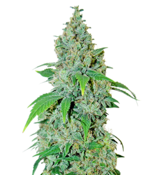 1745351572650.png 1745351572650.png