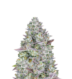 1745396866133.png 1745396866133.png