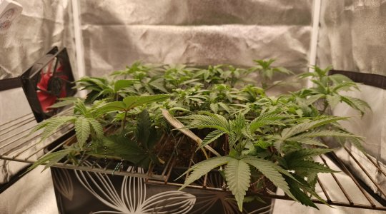 IMG_20250423_182451_258 (1).jpg