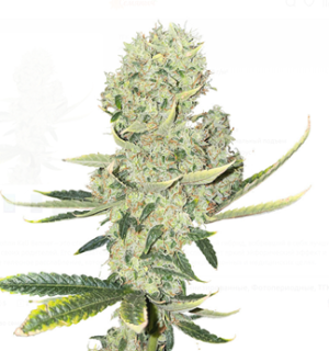 1745480642187.png 1745480642187.png