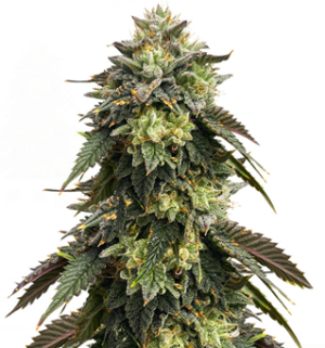 1745741009154.png 1745741009154.png