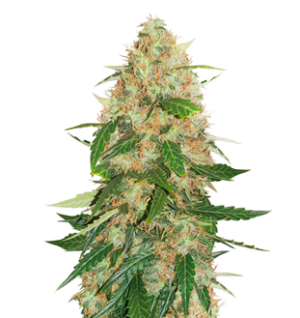 1745850124696.png 1745850124696.png