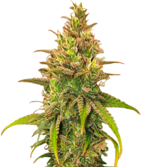 1745856518615.png 1745856518615.png