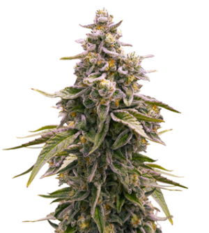 1745856521694.png 1745856521694.png