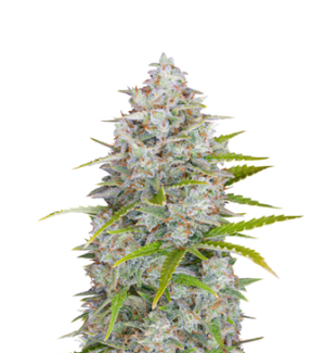 1746121927051.png 1746121927051.png