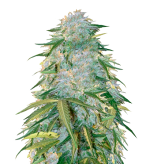 1746366144370.png 1746366144370.png