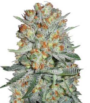 1746366155052.png 1746366155052.png