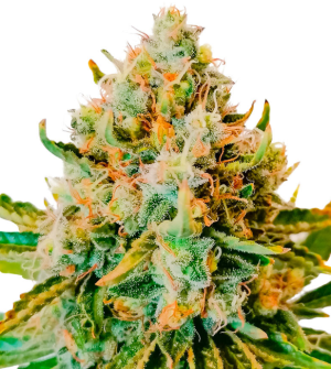 1746385773625.png 1746385773625.png