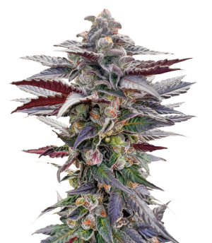 1746385793771.png 1746385793771.png