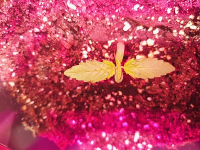 IMG20250505172915.jpg IMG20250505172915.jpg