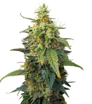 1746553115208.png 1746553115208.png