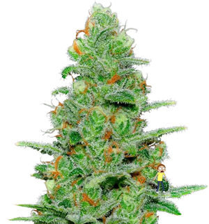 1746605864396.png 1746605864396.png