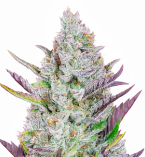 1746605875043.png 1746605875043.png