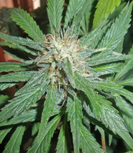 1649176097452.png 1649176097452.png