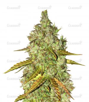 Dos-vi-dos-auto-semyanich-main__L3M2Ggn3ph5jv67b.jpg Dos-vi-dos-auto-semyanich-main__L3M2Ggn3ph5jv67b.jpg