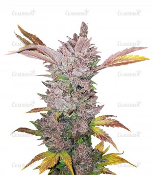 LSD-Auto-semyanych-main__KV4rkD1ckUgmZtvB.jpg LSD-Auto-semyanych-main__KV4rkD1ckUgmZtvB.jpg